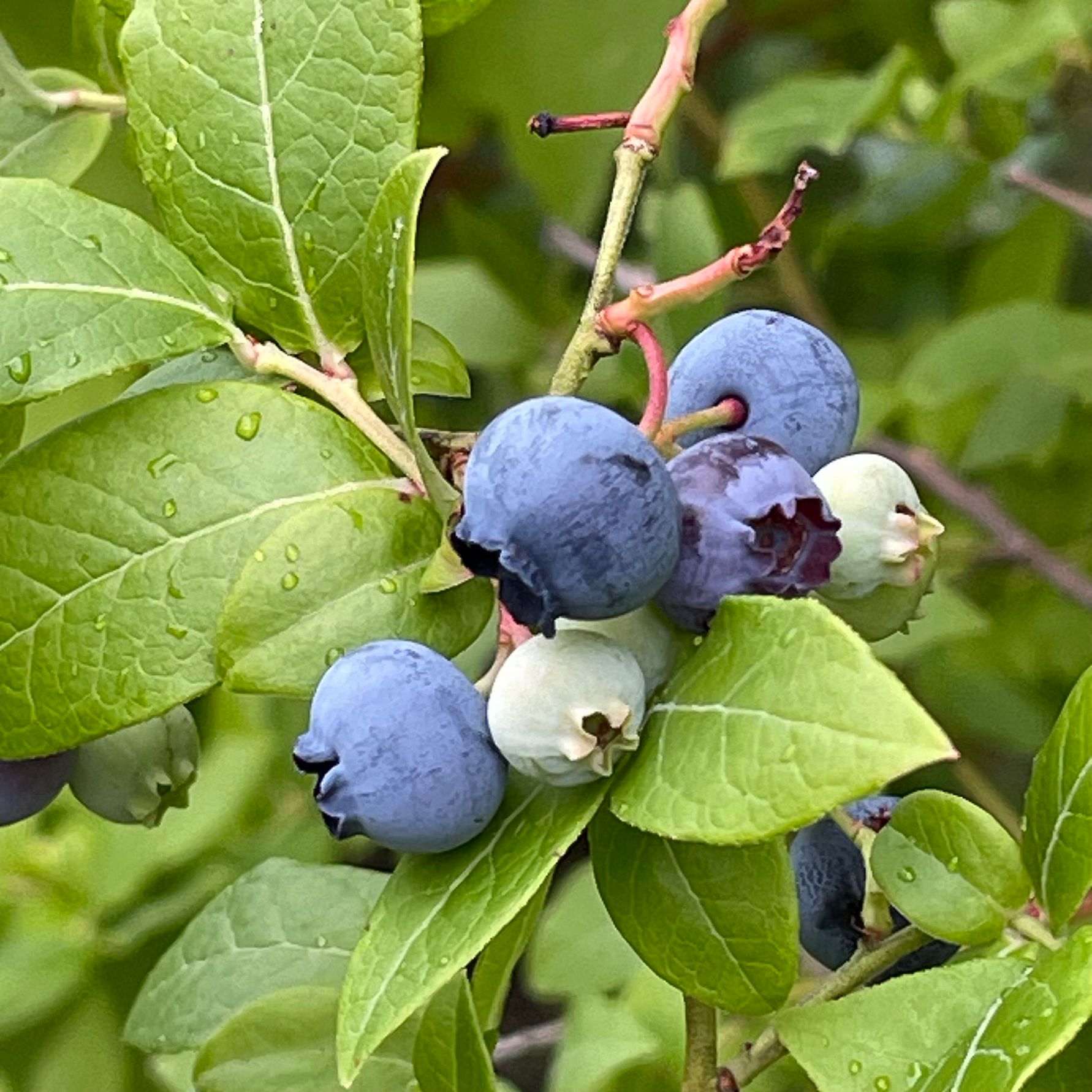 Skäcklinge äng i Tumba utsedd till lokal vinnare i tävlingen Årets hållbarhetsförening