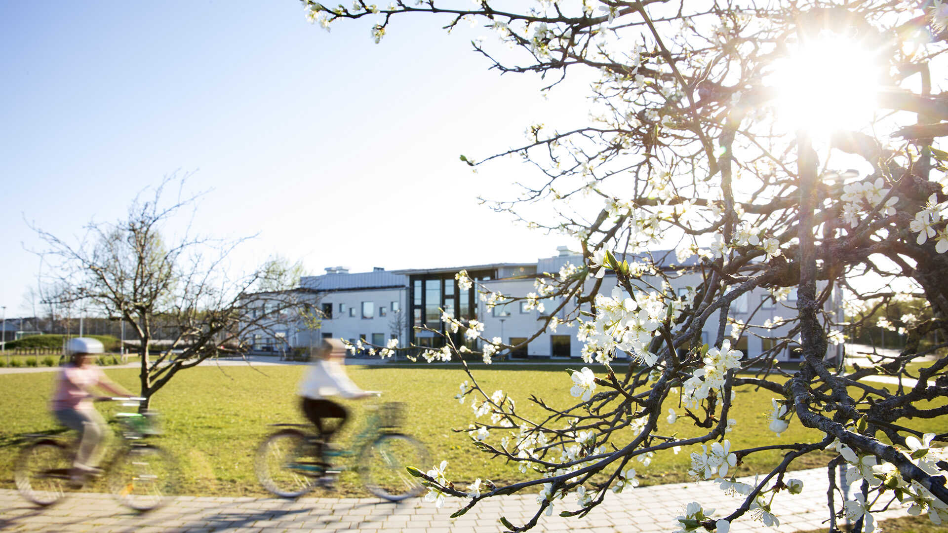 Cyklande barn och äppelblom